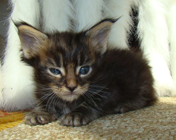     Catsvill County!   !    !       !!!    Catsvill County +7-926-544-74-09     .   ,   ,   ,    ,   ,  ,     ,   -,    ,   !